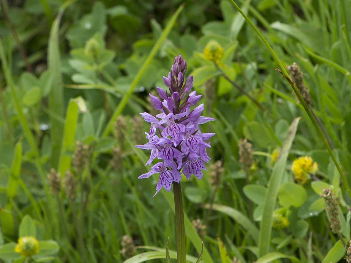 Dactylorhiza fuchsii